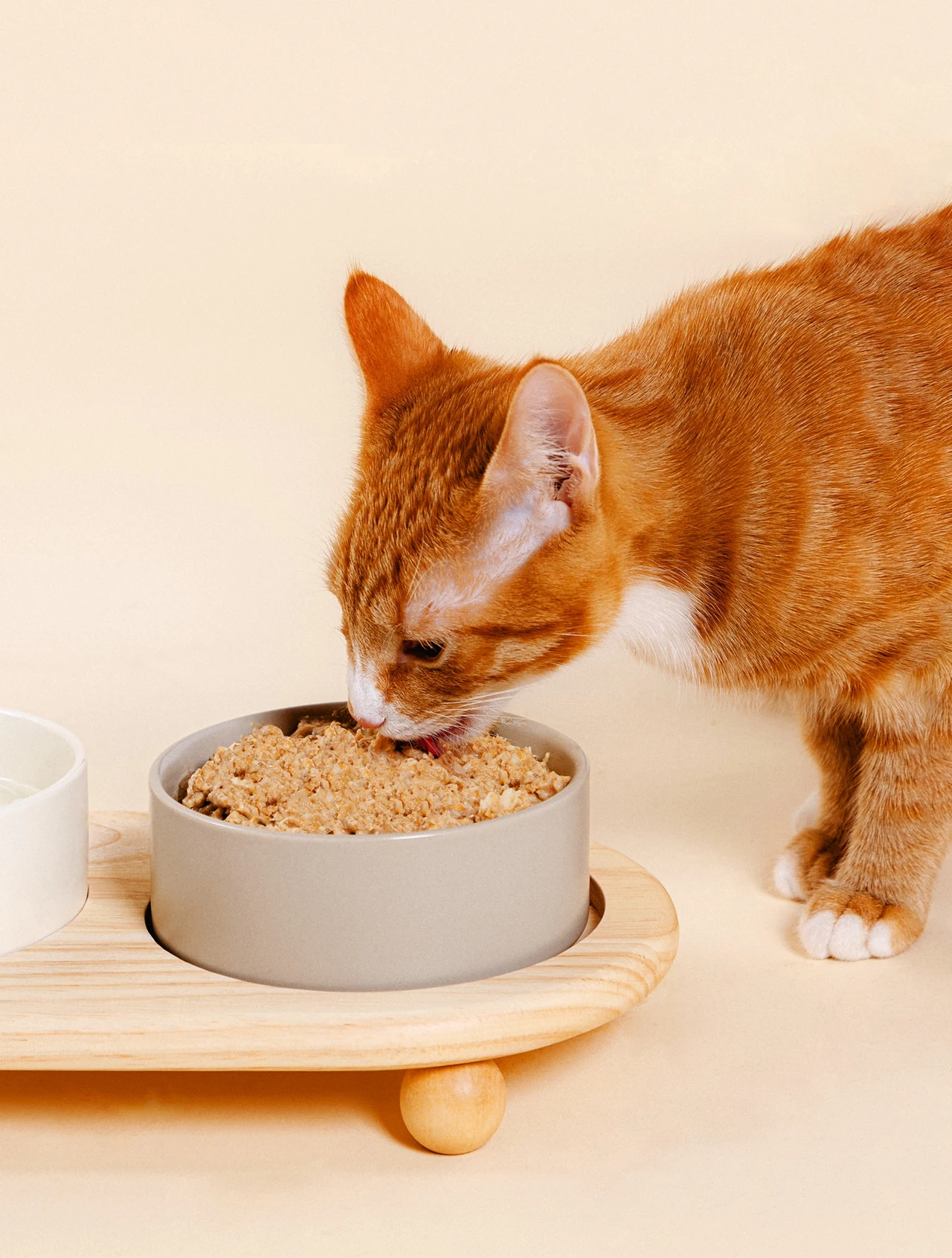 Cat eating Nine & Line from bowl
