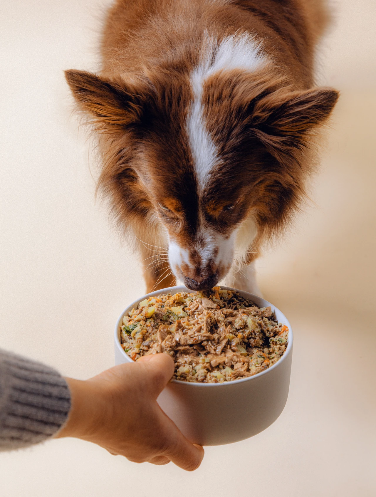 Canine eating Nine & Line from bowl