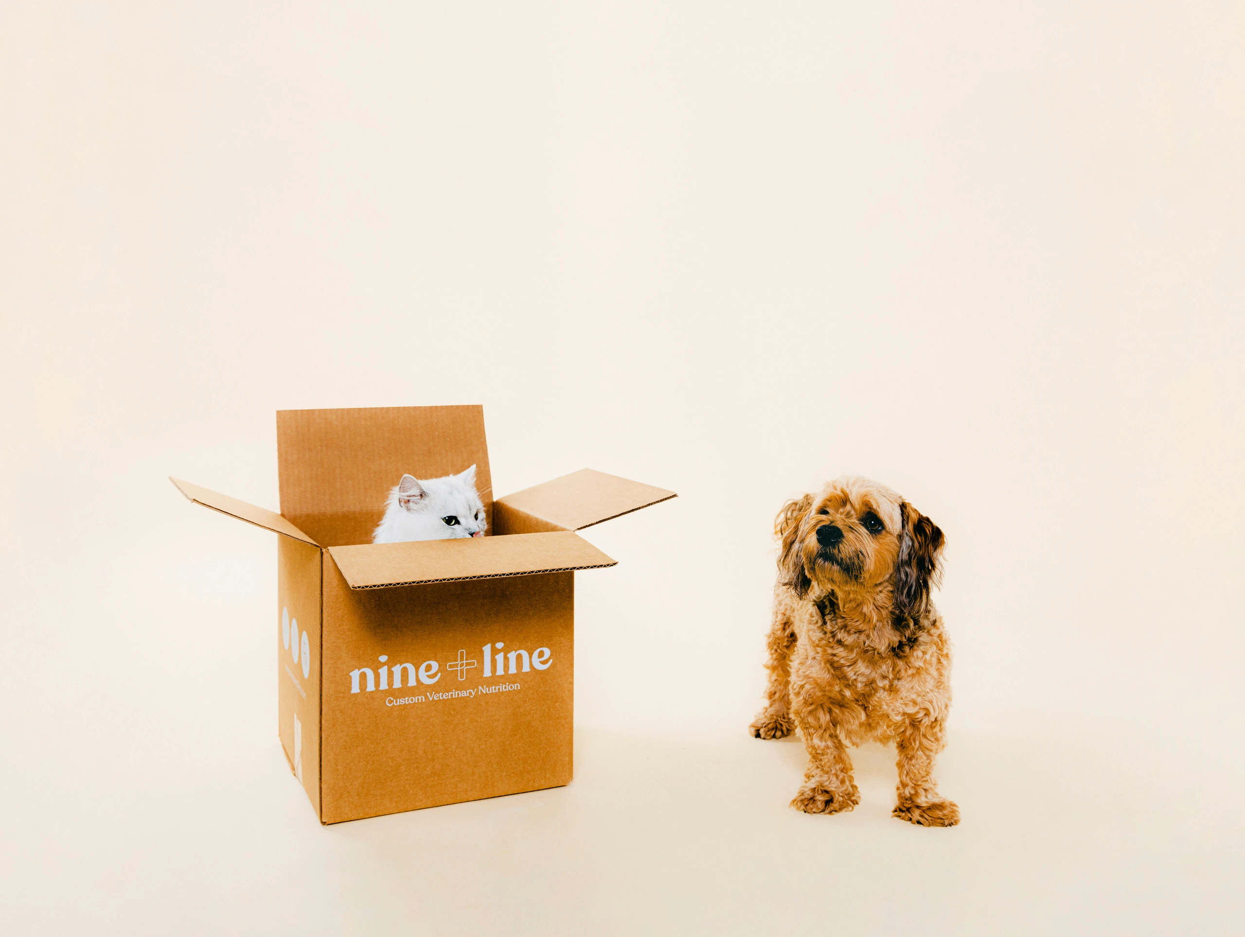 Cat in Nine & Line shipping box next to dog