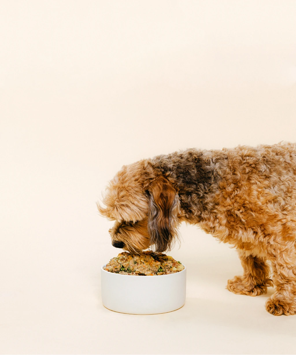 Canine eating Nine & Line Therapeutic diet from bowl