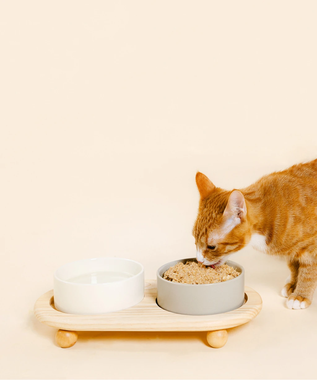 Cat eating Nine & Line Therapeutic diet from bowl