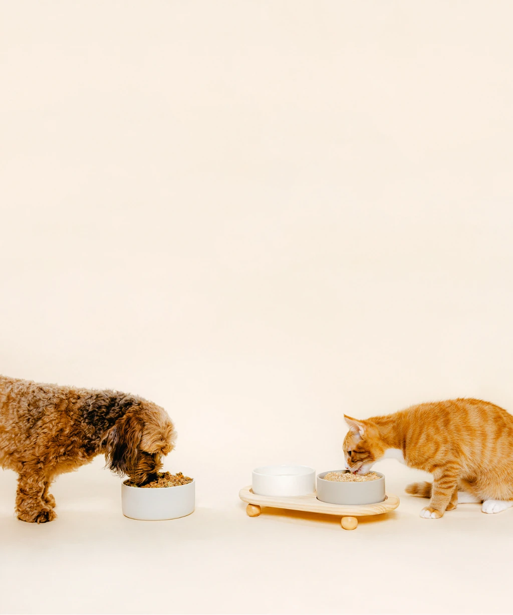 Dog and cat facing each other eating Nine & Line from bowl