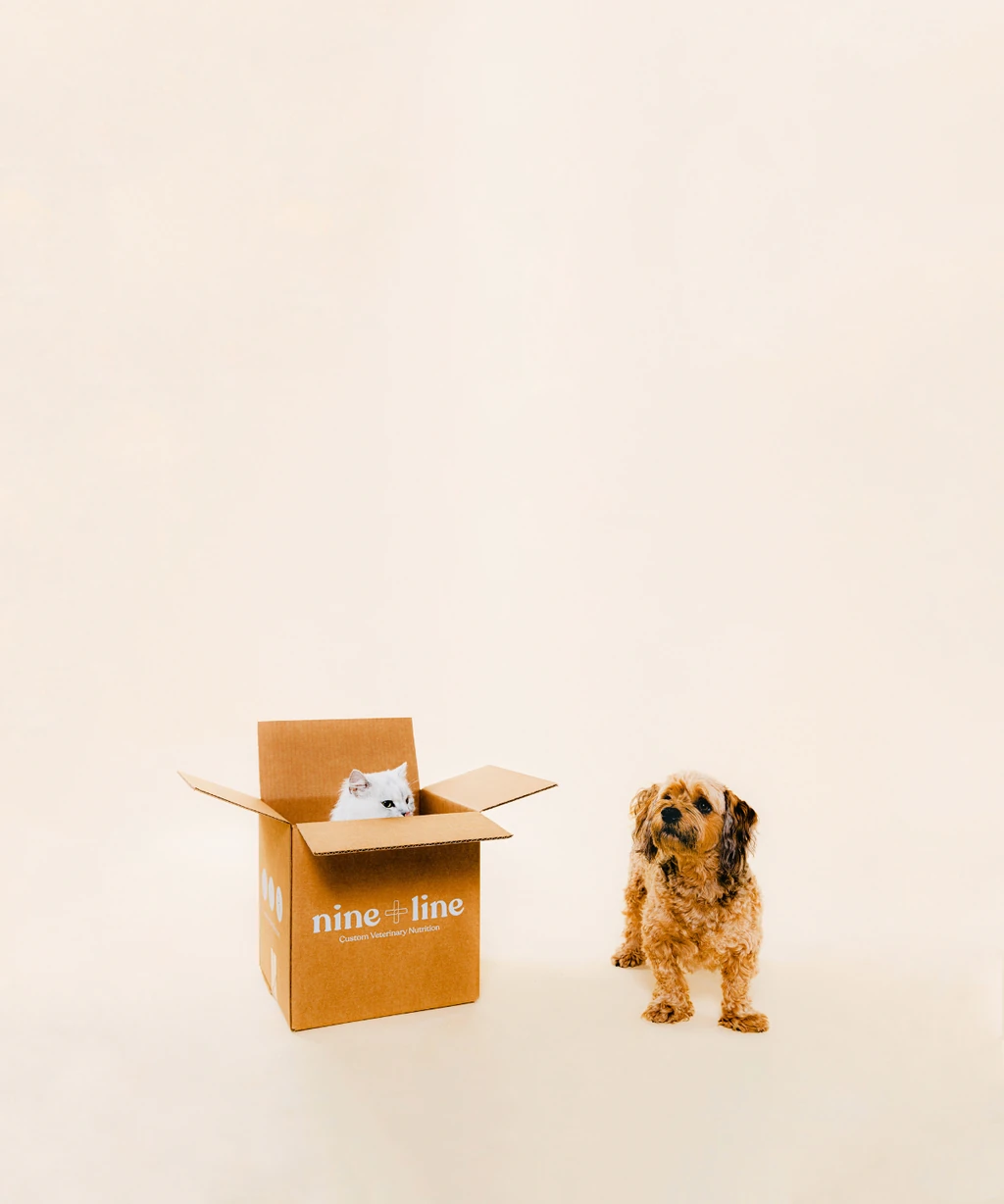 Cat in Nine & Line shipping box next to dog