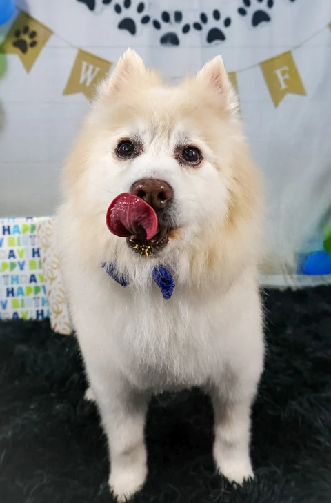 Bear, a fluffy white dog, licking his lips