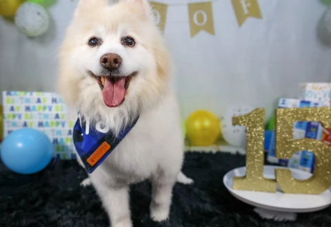 Bear celebrating his 15th birthday in a blue bandana