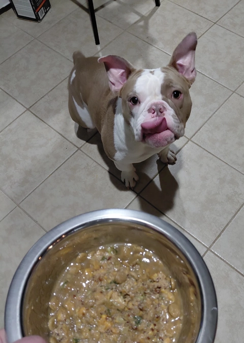 Bubba, a tan and white bulldog mix, licking his lips over a bowl of Nine & Line food