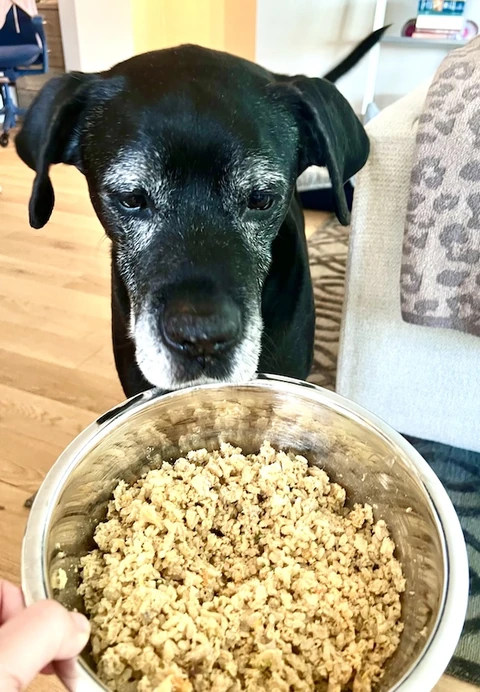 Fred, a black Labrador, looking up from a bowl of Nine & Line food