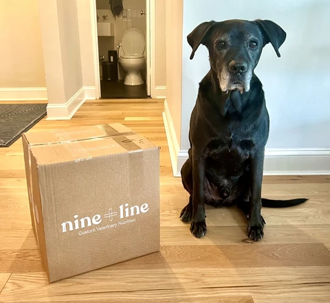 Fred, a senior black Labrador, sitting beside a Nine & Line delivery box