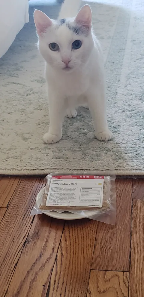 Matilda, a white cat, posing behind a package of Early Kidney Care