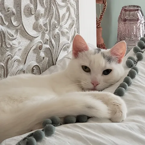 Matilda, a white cat, lounging on a bed
