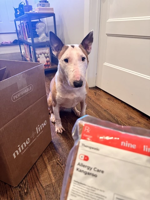Mingus, a bull terrier, next to a stack of Nine & Line delivery boxes