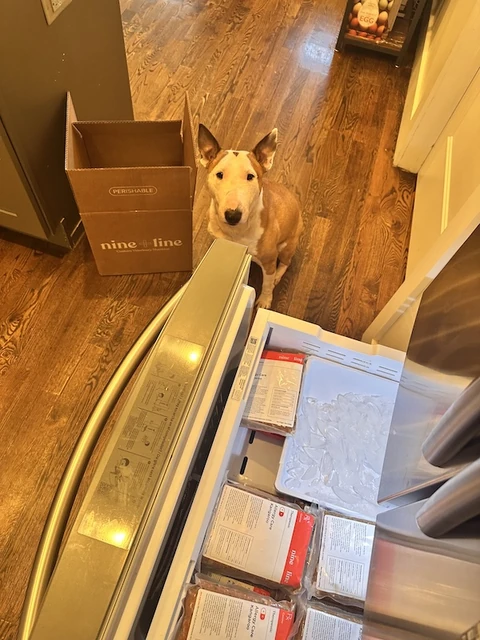 Mingus waiting beside an open freezer stocked with Nine & Line meals